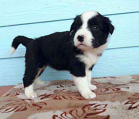 Border Collie Sheepdog Chiang Rai