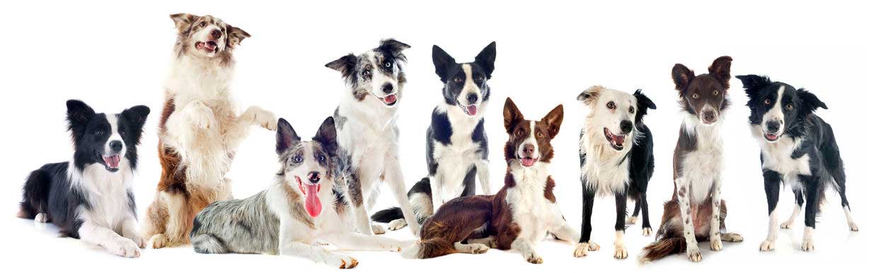 Thailand Border Collies Kennel